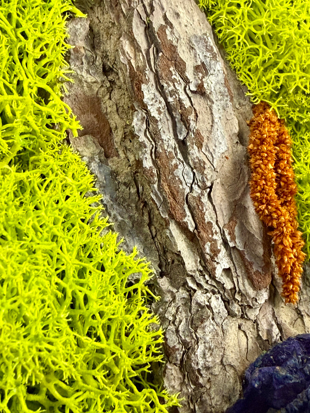 Forest Relic 12 cm x 17 cm