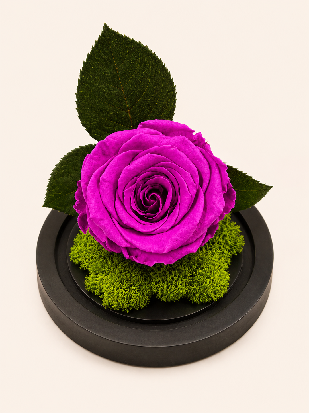 Trandafir Criogenat Magenta Forest