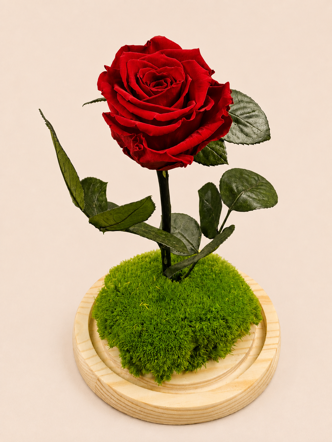 Trandafir Criogenat Red Velvet Grove