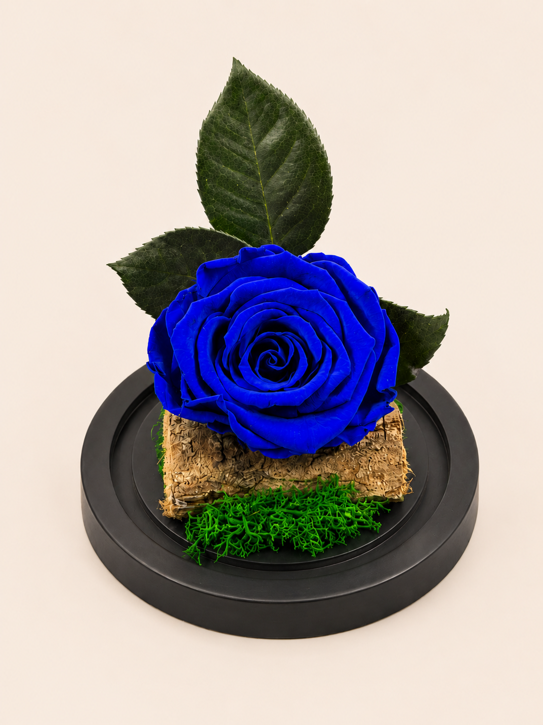 Trandafir Criogenat Blue Royal