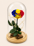 Trandafir Criogenat Tricolor Romania